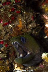 Careful or I'll bite you. This moray jumped out of this w... by Erika Antoniazzo 